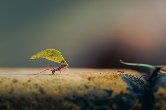 Leafcutter ant (Atta sp.) carrying a green leaf fragment across a stone surface in soft cinematic light. Macro wildlife scene with shallow depth of field and atmospheric background.