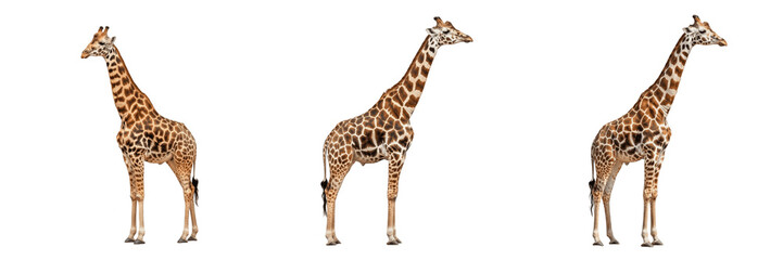 Majestic Tall Giraffes Standing Side View Isolated on Transparent PNG Background for Wildlife Animal Collection © michael