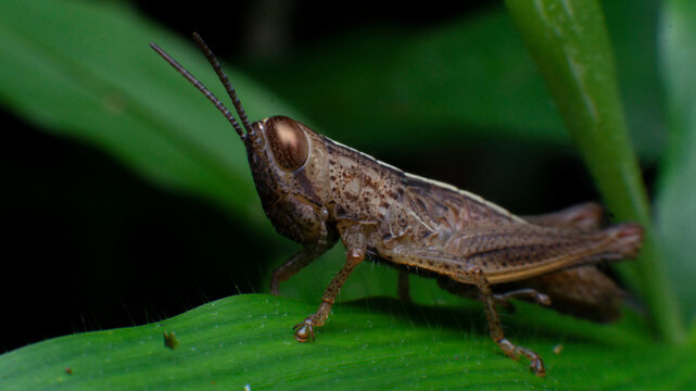 Close up of a brown grasshopper in the forest
