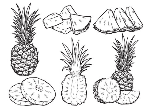Set of isolated hand drawn tropical summer fruit Pineapple doodle drawing illustration