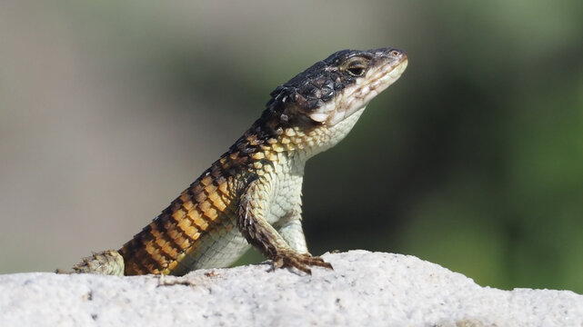 Cape girdled lizard (Cordylus Cordylus) direct gaze seen at the Penguin colony at Betty's Bay in the Western Cape of South Africa

