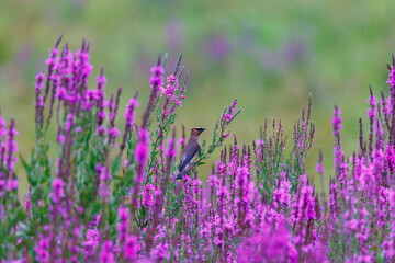 Obraz premium Cedar waxwing perched in a marsh