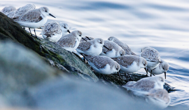 flock of Sanderlings on the shore