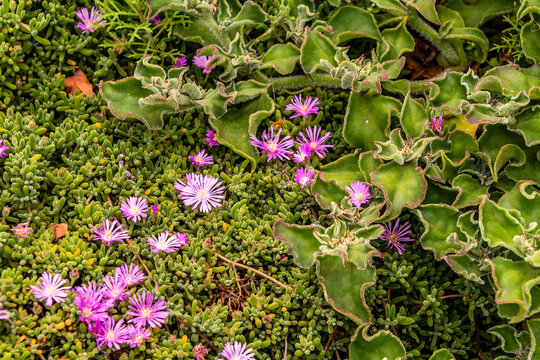 Lampranthus spectabilis pertenece a la familia Aizoaceae. 