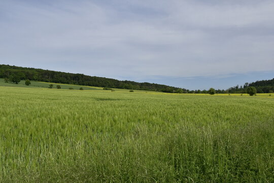 Feld und Wald bei Einbeck im Landkreis Northeim
