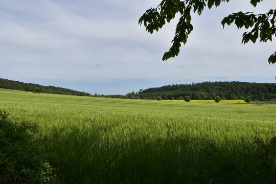 Feld und Wald bei Einbeck im Landkreis Northeim