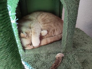 Cat in cat tree  © Mandy Moore & more
