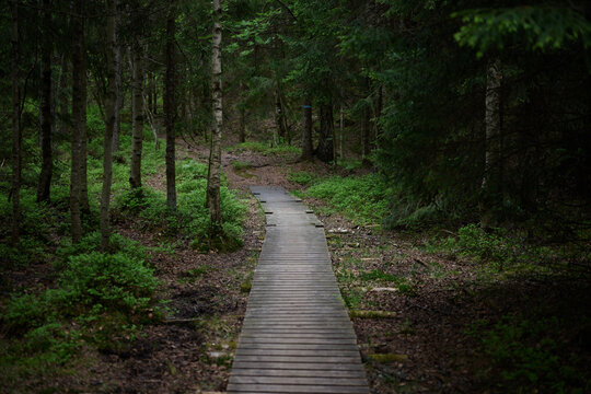 Nordic Wooden Boardwalk Path Leading Through Dense Green Forest