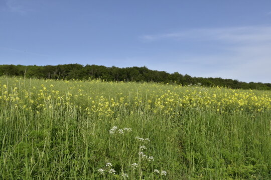 Rapsfeld und Wald bei Einbeck im Landkreis Northeim