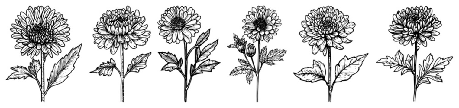 Chrysanthemum flowers botanical set in vintage hand drawn engraving style