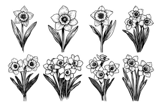 Daffodil flowers and narcissus botanical set in vintage hand drawn engraving style