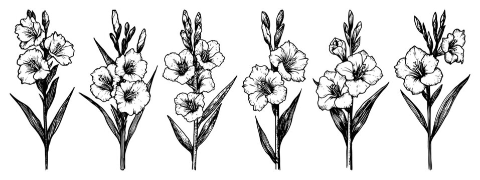 Gladiolus flowers with stems and buds in detailed ink sketch style