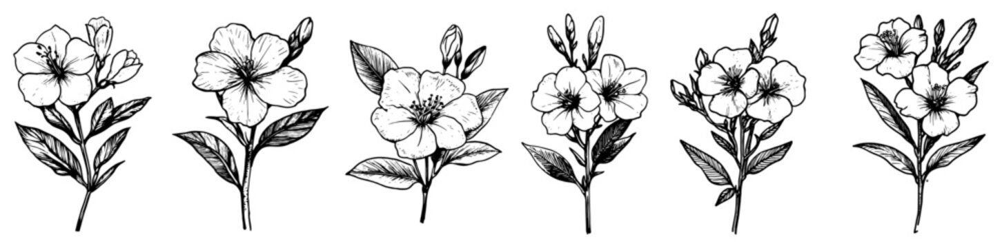 Jasmine flowers with leaves and buds in hand drawn vintage engraving style