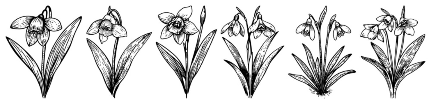 Snowdrop and daffodil spring flowers set in botanical engraving style