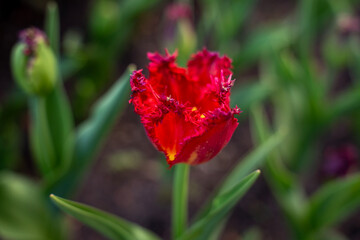 Obraz premium Single red fringed tulip flower blooming on a stem with green leaves in the garden, close-up shot.