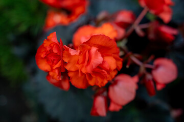 Fototapeta premium Close up view of bright red begonia flowers blooming outdoors with soft wavy petals and a selective focus against a dark blurred background.