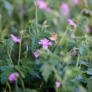 kolibri butterfly on pink flowers