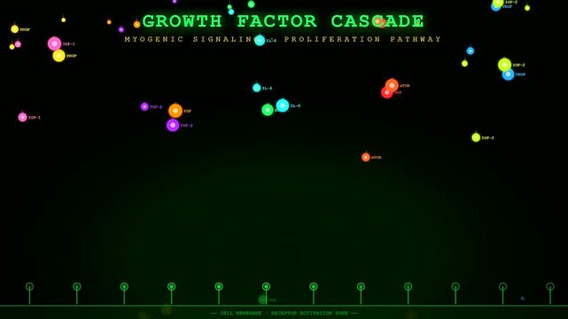 This scientific animation shows the complex lab grown meat process through a colorful growth factor cascade within a digital cellular environment for biotechnology research purposes.