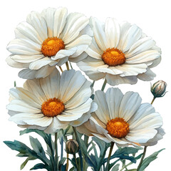 Fototapeta premium watercolor graphic of Leucanthemum Flower illustration, isolated on a white background.