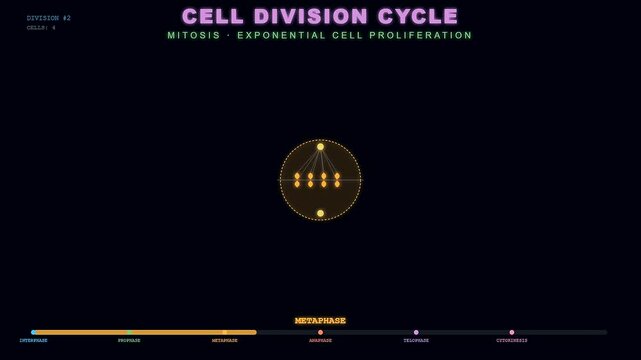 This animation illustrates how lab grown meat cells undergo proliferation during the mitosis division cycle while transitioning between prophase cytokinesis and metaphase stages.