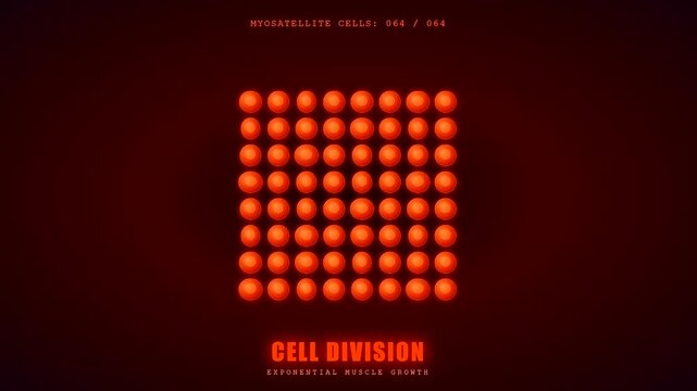 Microscopic visualization of lab grown meat development shows glowing red myosatellite cells dividing exponentially to form complex muscle structures for sustainable food production systems