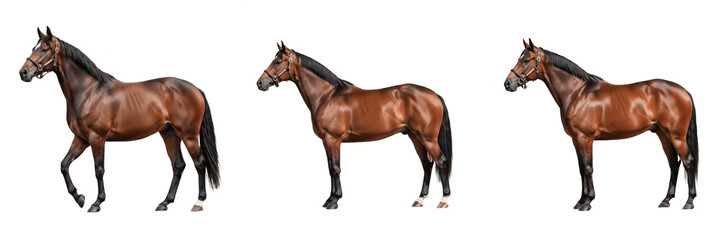 Obraz premium Set of Three Majestic Bay Horses Standing and Walking Isolated on White Background, Elegant Equestrian Collection, Full Body Animal Portraits, Transparent PNG Design Element for Ranch, Farm and Nature