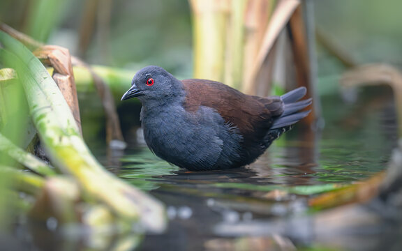A wild spotless crake (Porzana tabuensis) wading in a secretive backwater pond surrounded by aquatic vegetation, Australia