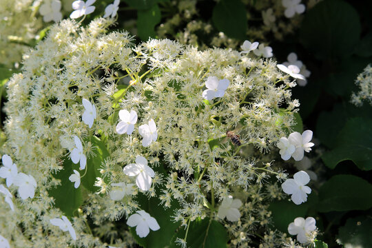 Kletterhortensie