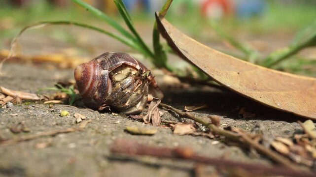 Close-up image of a land hermit crab carrying a snail shell while crawling on the mossy ground of a garden on a bright sunny day.