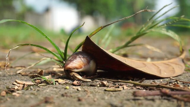 Close-up image of a land hermit crab carrying a snail shell while crawling on the mossy ground of a garden on a bright sunny day.