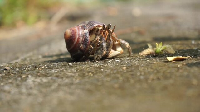 Close-up image of a land hermit crab carrying a snail shell while crawling on the mossy ground of a garden on a bright sunny day.
