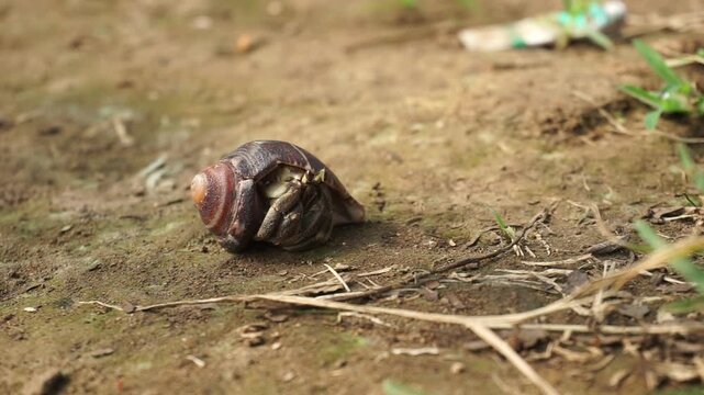 Close-up image of a land hermit crab carrying a snail shell while crawling on the mossy ground of a garden on a bright sunny day.