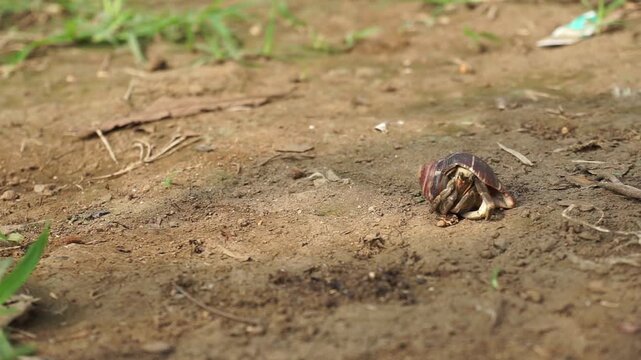 Close-up image of a land hermit crab carrying a snail shell while crawling on the mossy ground of a garden on a bright sunny day.