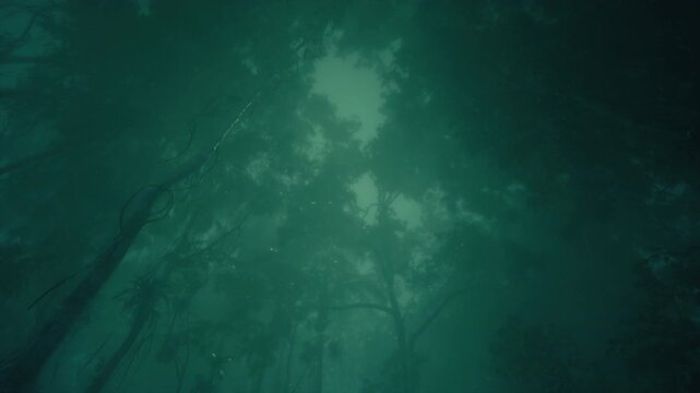 Rain In The Forest 16
