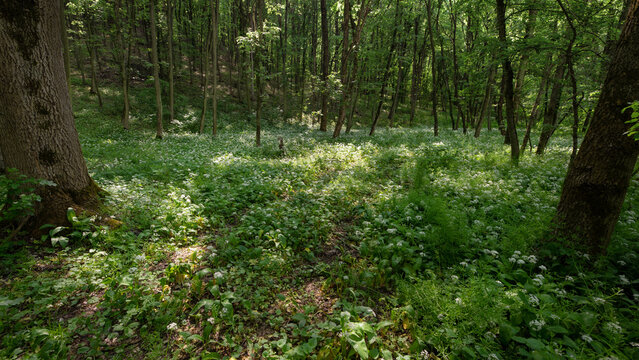 Shady deciduous forests with thickets of wild garlic. Wild garlic. Spring forest. A clearing with edible wild garlic.Picturesque landscape. Spring is full of rare plants.