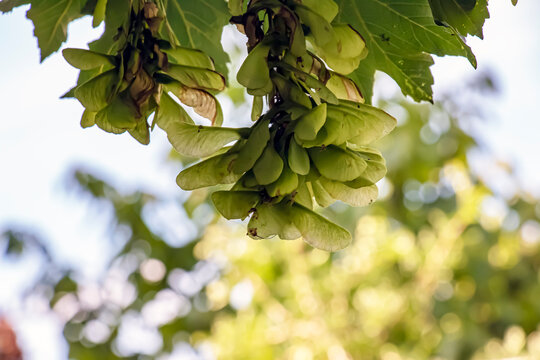 Acer pseudoplatanus tree with spring foliage in Nitra botanical garden