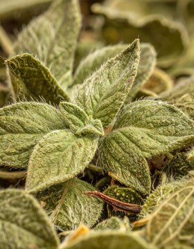Macro closeup of fuzzy green lamb's ear leaves with soft trichomes, botanical texture, garden foliage, spring growth and organic nature background