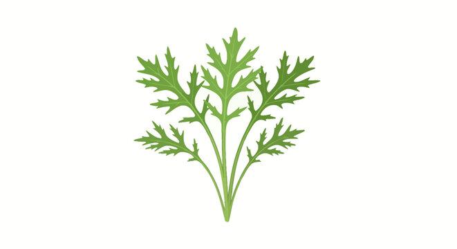 Fresh green dill leaves isolated with detailed foliage structure.