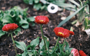 Red flowers with yellow centers grow in garden soil © jr-art