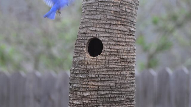 Bluebird attacks owl nest