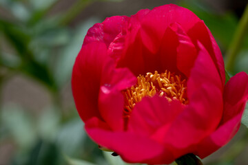 Obraz premium 初夏に咲く華やかな芍薬