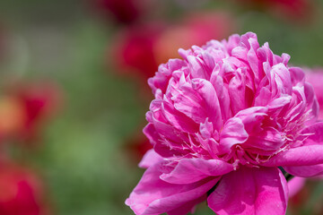 Obraz premium 初夏に咲く華やかな芍薬