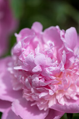 Obraz premium 初夏に咲く華やかな芍薬