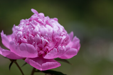 Obraz premium 初夏に咲く華やかな芍薬