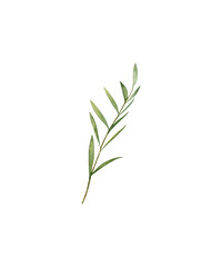 Fototapeta premium green plant isolated on white