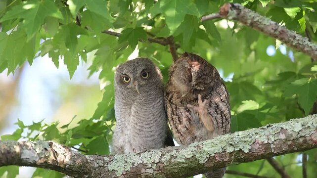 Adult Screech Owl preening owlet