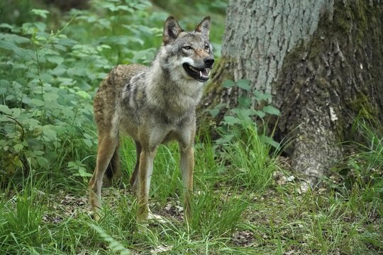 European gray wolf (Canis lupus), adult in forest, captive