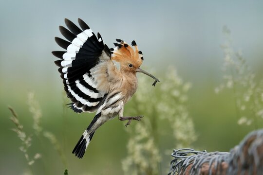 Hoopoe (Upupa epops) in flight with food, Rhineland-Palatinate, Germany