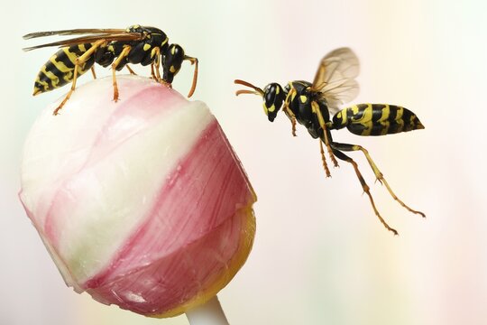 European Paper Wasps (Polistes dominula) on a lollipop, Germany