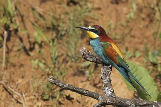 European bee-eater (Merops apiaster) in front of sand wall, southern Hungary